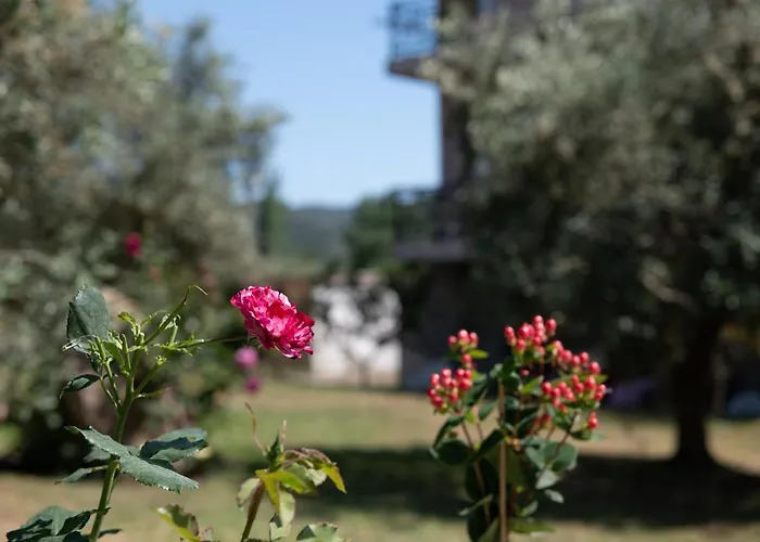 Apartment Tsitreli *