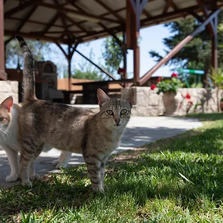 特斯雷利公寓 公寓 *